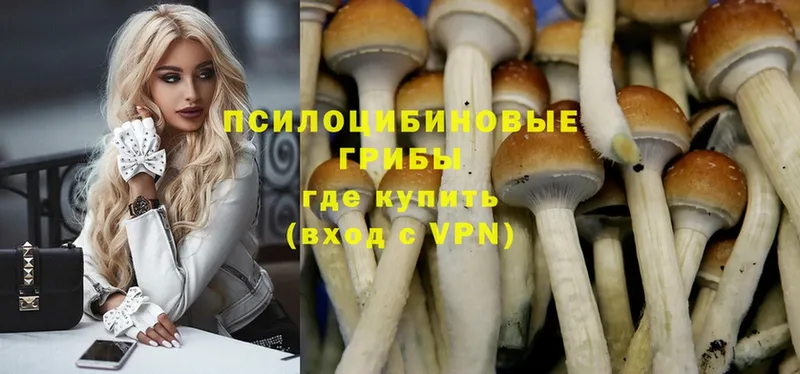 Псилоцибиновые грибы Psilocybe  Алапаевск 